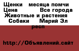 Щенки 4 месяца-помчи › Цена ­ 5 000 - Все города Животные и растения » Собаки   . Марий Эл респ.